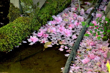 桜　水路　広島　備北丘陵公園　国営備北丘陵公園