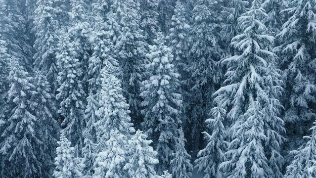 Still shot of gentle snowfall at white-blue winter forest background. Beautiful snowy landscape Canada. Amazing winter scene for copy background. Cinematic aerial top view of frozen spruce forest 4K