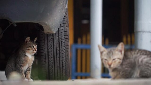 Two little stray cat under the car on the garage