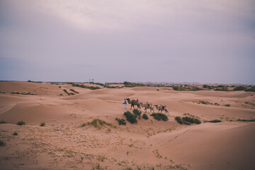 Caravan of camels. Kubuqi desert, Xiangshawan Resort, Inner Mongolia, China