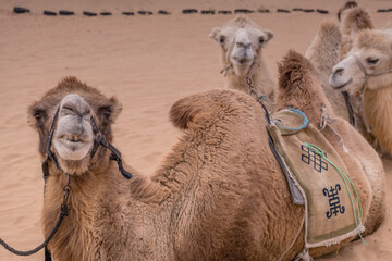 Close up portrait of the camels in the desert of Inner Mongolia, China.