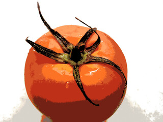 fresh and wet isolated tomato in bitmap style