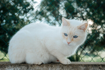 portrait of a beautiful white cat