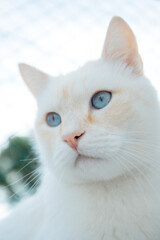 portrait of a beautiful white cat