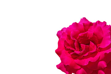 Bright red rose flower with curly petals in the corner isolated transparent png. Saint Valentine's...