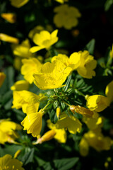 Color vertical close-up photo of delicate yellow flowers on a summer sunny day with a blurred background.