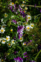 Fototapeta premium Color vertical photo of cornflower blue flowers and daisies in tall wild grass on a sunny summer day.