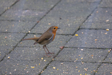 Robin on Block Paving: A charming scene featuring a red-breasted robin perched on seed-covered block paving