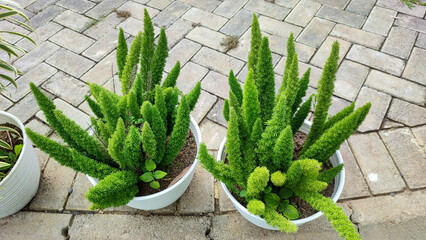 Beautiful asparagus densiflorus or squirrel tail fern or asparagus fern or foxtail fern in white...