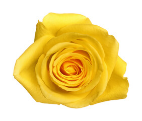 Beautiful fresh yellow rose isolated on white