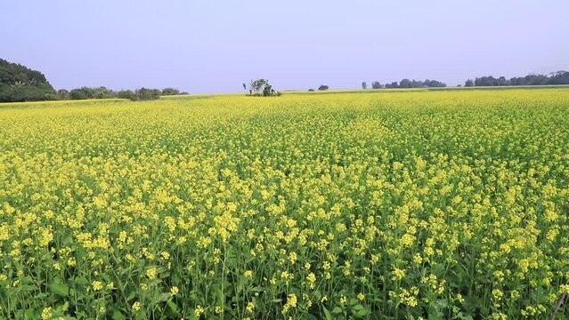 Yellow Rapseeds Flowers, Mustard Flowers field. Swings in the wind Natural Yellow Mustard Flowers Natural Background Landscape view