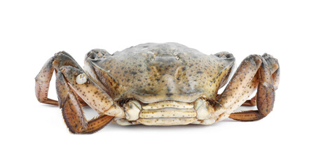 One fresh raw crab isolated on white