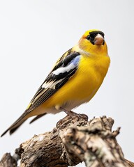 Obraz premium American Goldfinch standing on small root, portrait view, white copy space on right, 