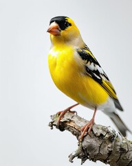 Obraz premium American Goldfinch standing on small root, portrait view, white copy space on right, 