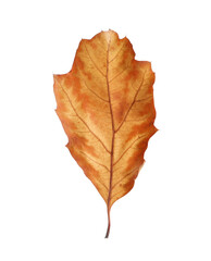 Fototapeta premium One dry autumn leaf isolated on white