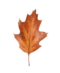 One dry autumn leaf isolated on white