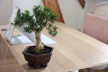 Beautiful bonsai tree in pot on wooden table indoors, space for text