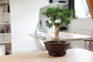 Beautiful bonsai tree in pot on wooden table indoors, space for text