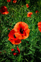 Vertical photo of red poppies in summer on a field on a sunny day among greenery