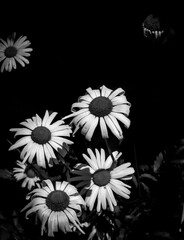 Medicinal chamomile with a yellow core grows in a field on a sunny day among greenery black and white photo