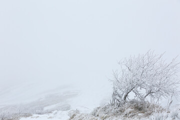 Beautiful view of tree and plants covered with snow on winter day. Space for text
