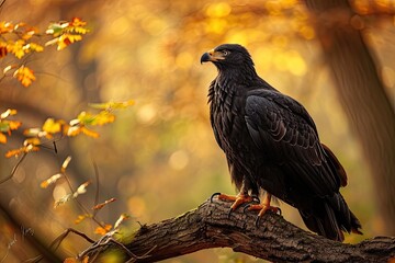 Black Eagle, Full body shot,