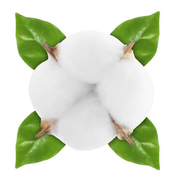 Fluffy cotton flower and green leaves isolated on white