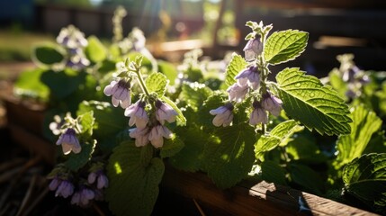 patchouli growing in garden at sunny day.