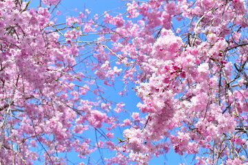 岡山　桜　春　たけべの森公園