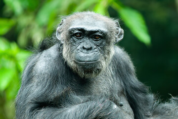 A Chimpanzee or Pan troglodytes