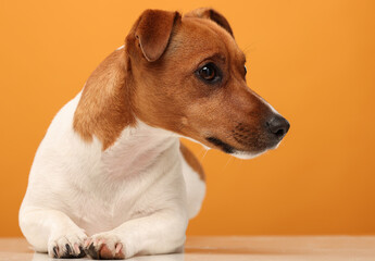 portrait of a smart dog on a yellow background