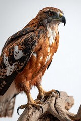 Elegant pose of Javan Hawk-Eagle standing on wood branch isolated on white AI Generative