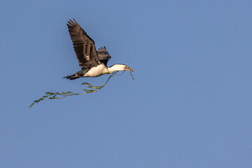 An Australian Pied Cormorant (Phalacrocorax varius) flying against clear blue sky, and carrying nesting material: a long green reed.