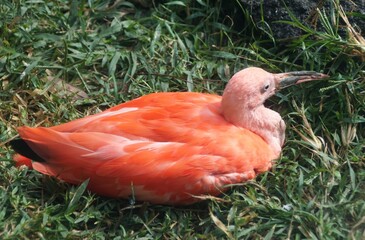 The top view of a beautiful red Scarlet ibis relaxing on the ground