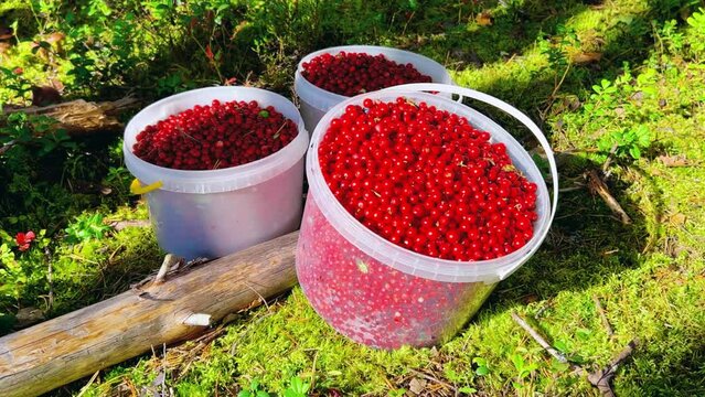 A large lingonberry, plucked from a bush with green leaves. Cranberry harvest, collected in buckets in the northern lands. Lots of berries on a pillow of moss. Picking berries in the northern forest.