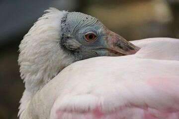 Closeup of the adult Roseate Spoonbill cleaning its feathers