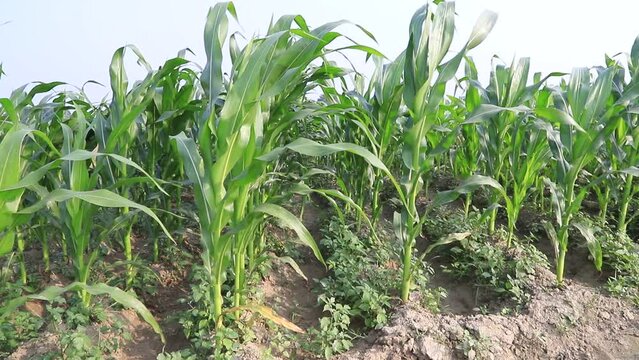 maize farming corn field corn plant countryside of Bangladesh. 
