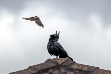 Noisy Miner (Manorina melanocephala) on a majestic spread wings facing an Australian Raven (Corvus coronoides) atop the roof of a building, defending its territory against the intruder. - obrazy, fototapety, plakaty