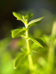 Beautiful pennyroyal plant, very useful for tea
