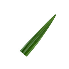 Pandan Leaf Illustration