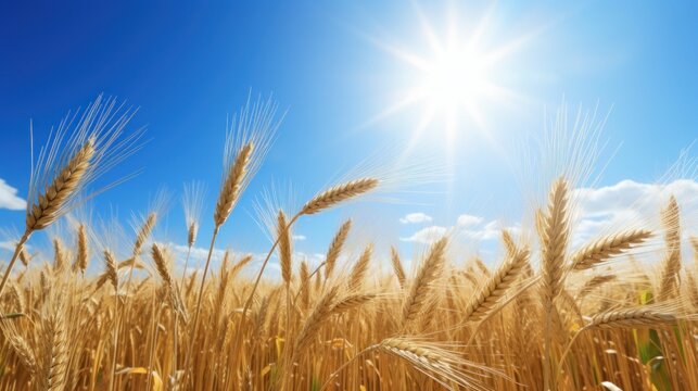 A sun-drenched wheat field under a clear blue sky  AI generated