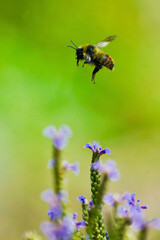 Bee flies over vervain