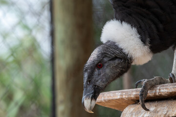 Condor andino