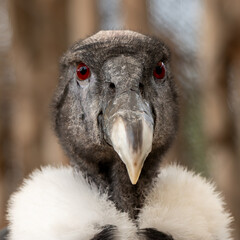 Condor andino