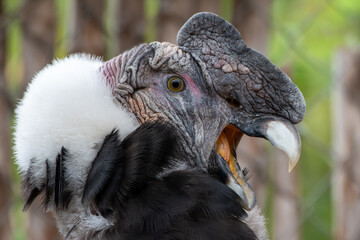 Condor andino