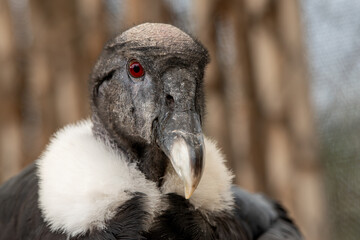 Condor andino