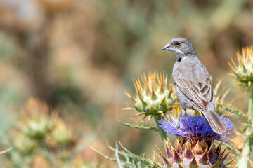 Diuca chilena