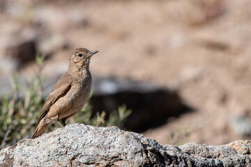 Aves de cordillera