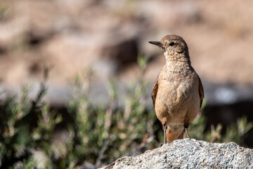 Aves de cordillera