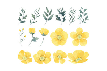 Yellow Buttercup Flower Illustration Set